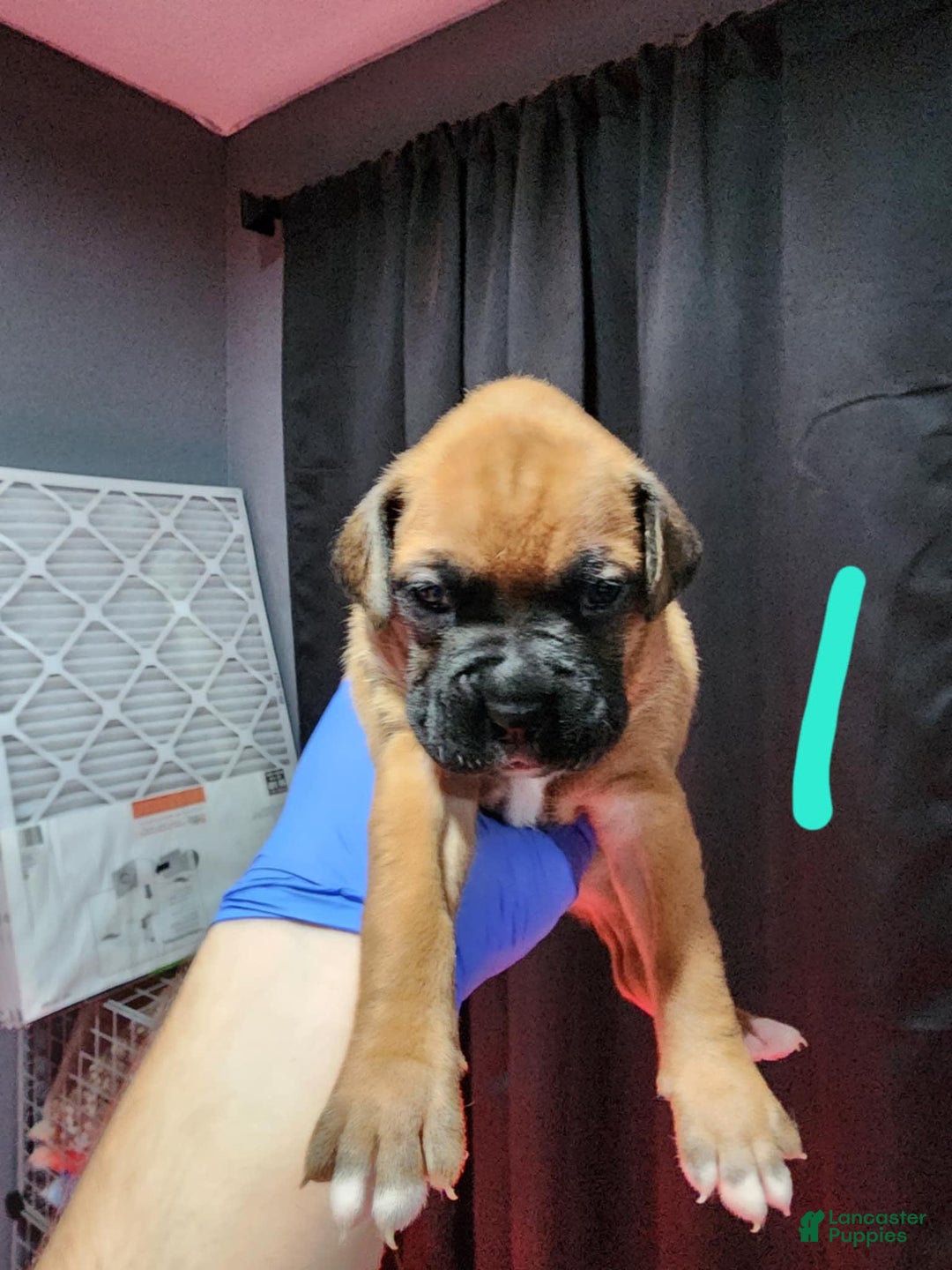 Boxer dogs for sale: Puppy Number Five - Image 1