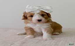 Bernedoodle dogs for sale: Marshmallow-medium - Image 1