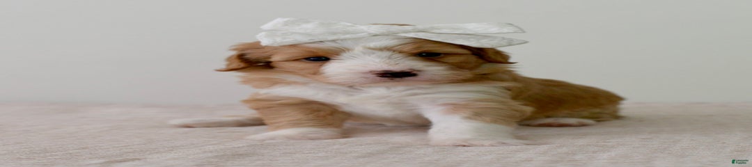 Marshmallow-medium