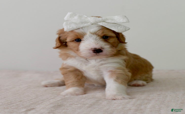 Bernedoodle dogs for sale - Ad 1