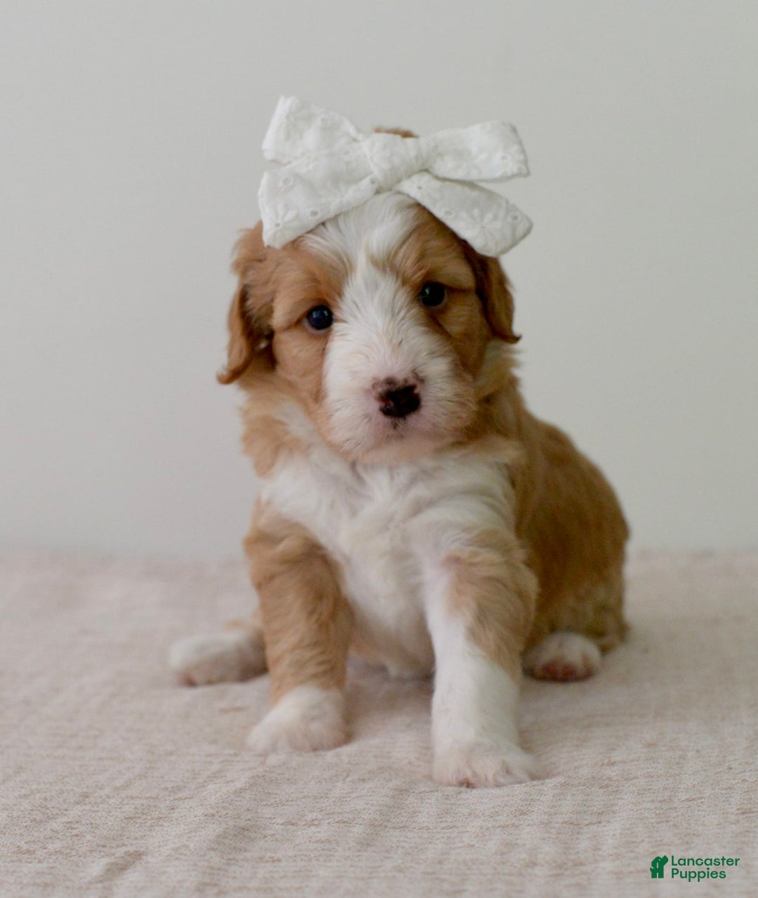Bernedoodle dogs for sale: Marshmallow-medium - Image 1