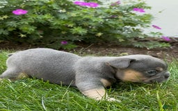 French Bulldog dogs for sale: Honey - Image 2