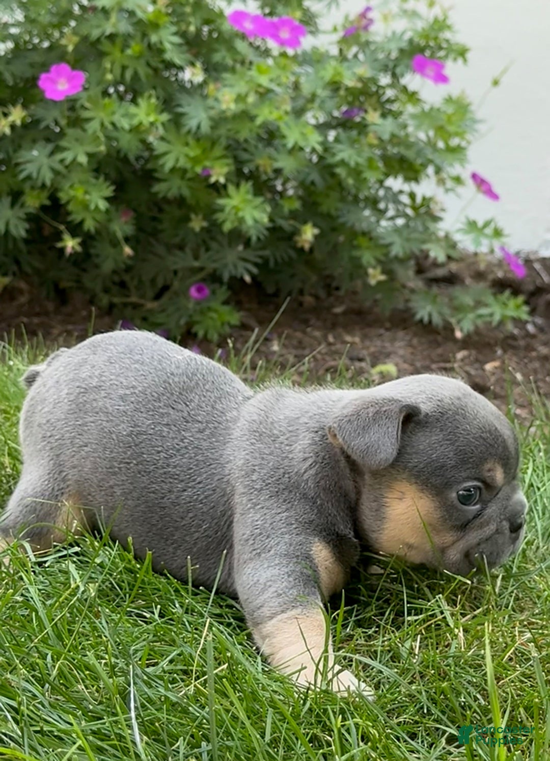 French Bulldog dogs for sale: Honey - Image 2