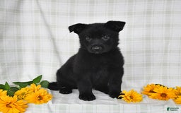 German Shepherd dogs for sale: Jasmine - Image 4