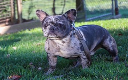 French Bulldog dogs for sale: Cade - Image 11