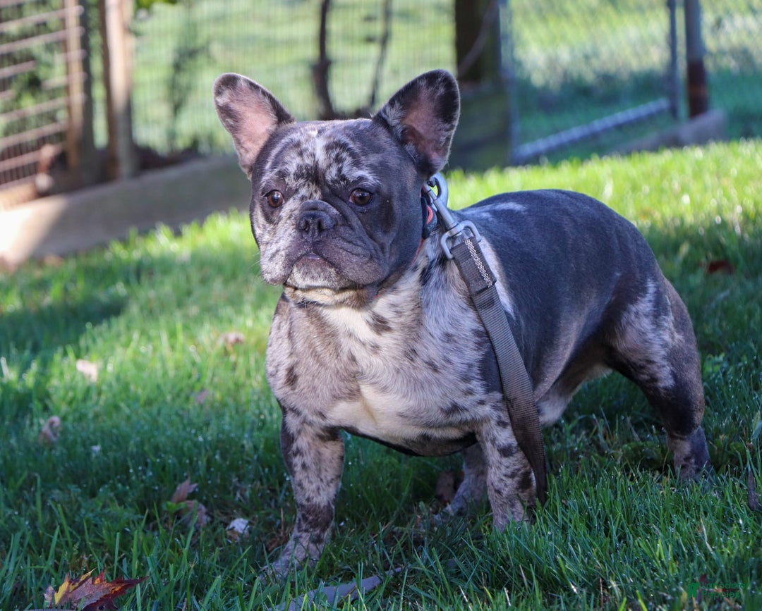 French Bulldog dogs for sale: Cade - Image 11