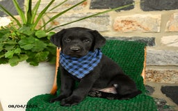 Labrador Retriever dogs for sale: Nutella - Image 3
