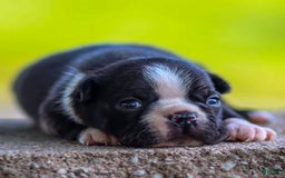 Boston Terrier dogs for sale: Don - Image 1