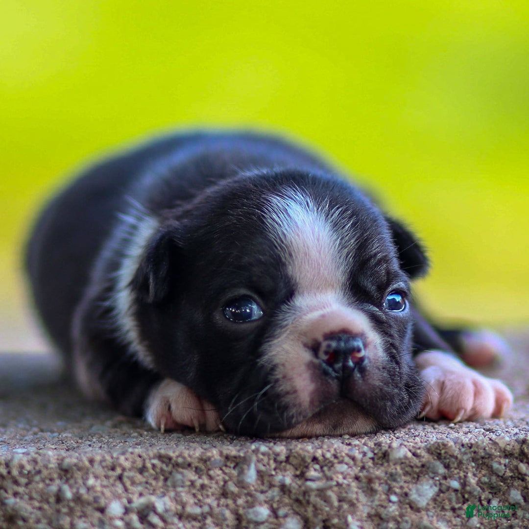 Boston Terrier dogs for sale: Don - Image 1