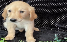 Golden Retriever dogs for sale: Princess - Listing for pets: Dasher, Archie, Princess, Dixie - Image 4