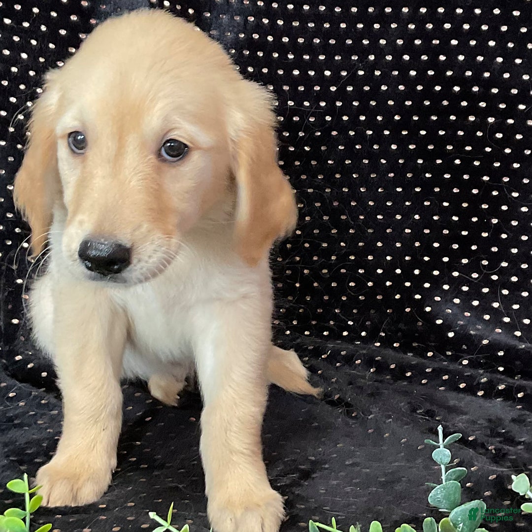 Golden Retriever dogs for sale: Princess - Listing for pets: Dasher, Archie, Princess, Dixie - Image 4