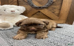 Morkie dogs for sale: Blue - Image 4