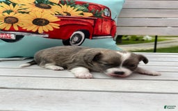 Chihuahua dogs for sale: Case - Image 11
