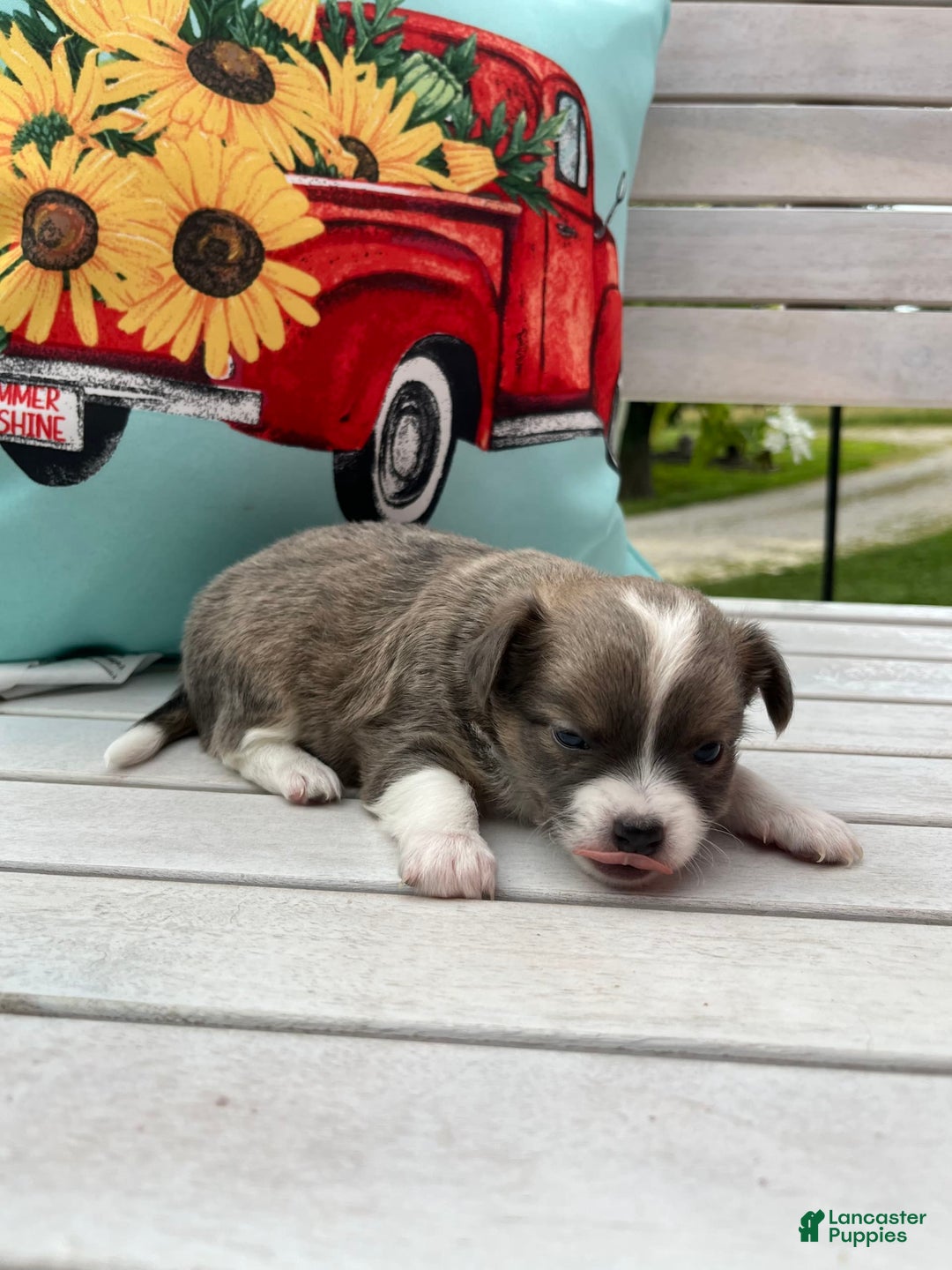 Chihuahua dogs for sale: Case - Image 11