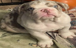 English Bulldog dogs for sale: Iceman - Image 2
