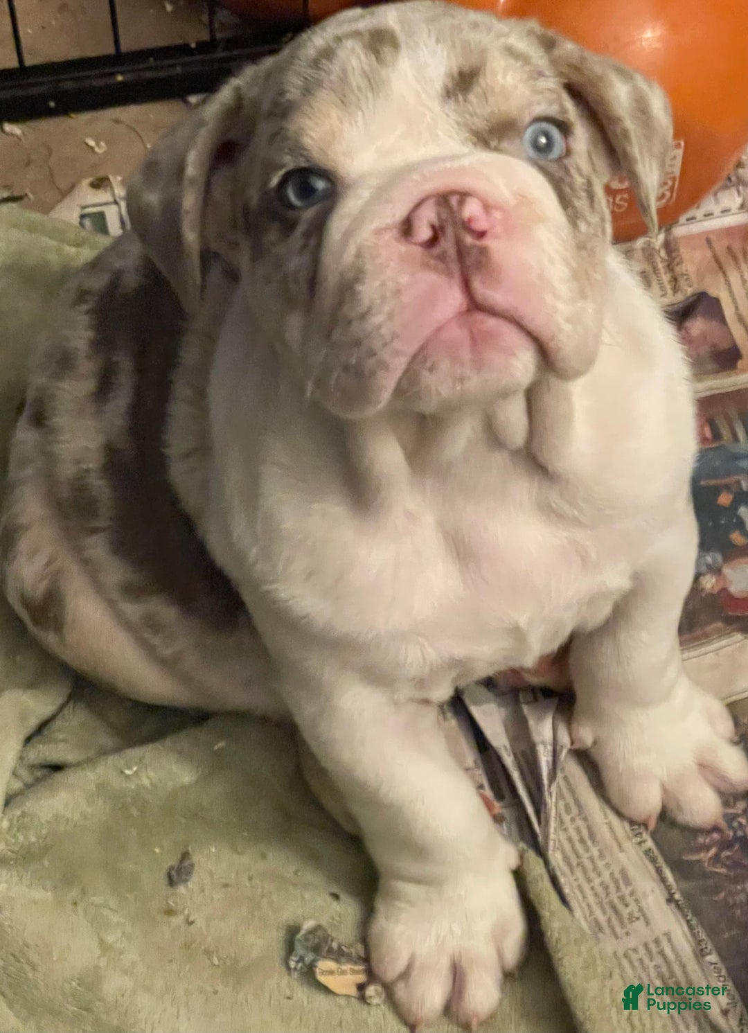 English Bulldog dogs for sale: Iceman - Image 2