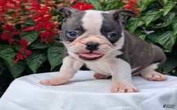 Frenchton dogs for sale: Nash - Image 3