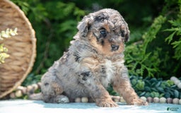 Mini Bernedoodle dogs for sale: Kendra - Image 3
