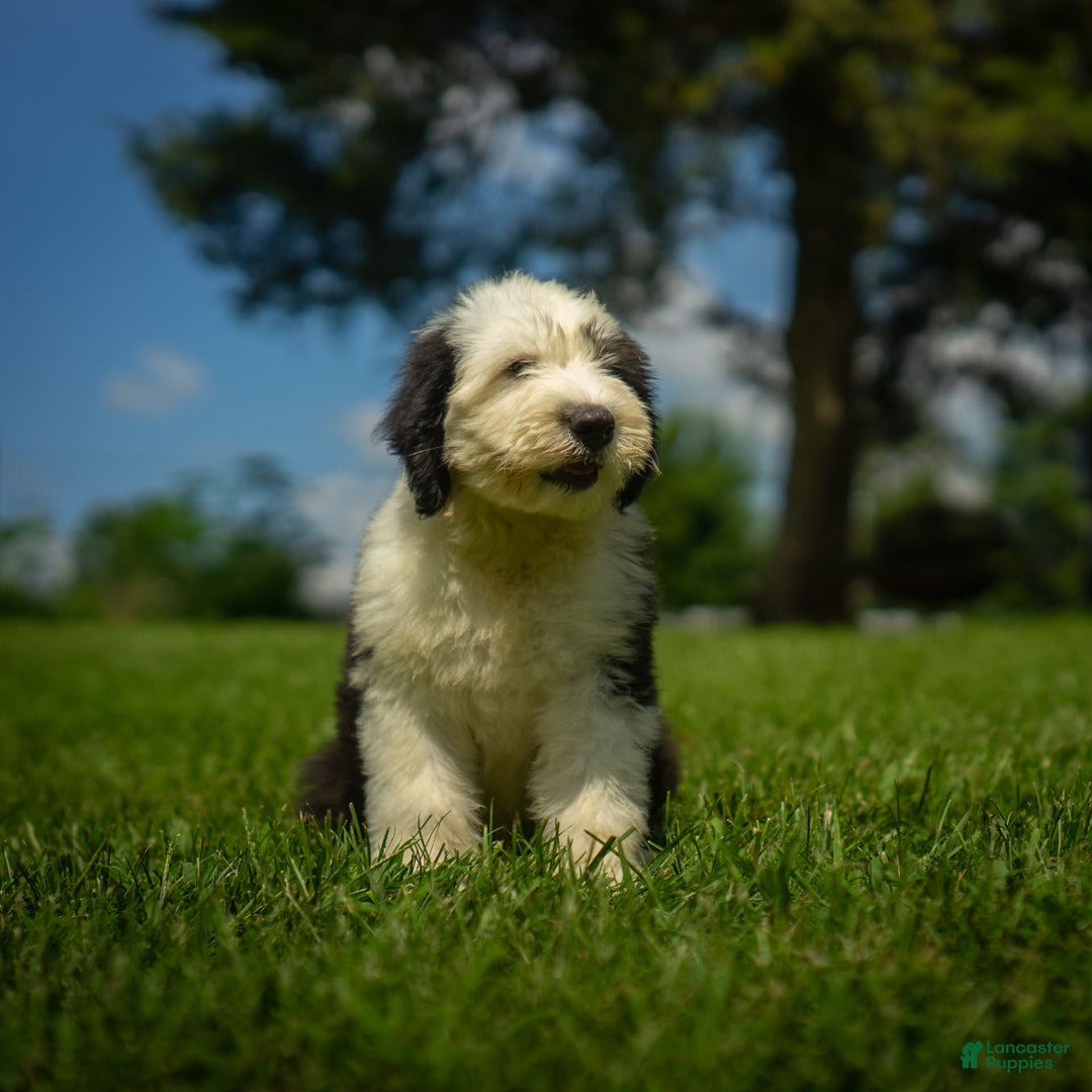 Old English Sheepdog dogs for sale: Floofy - Image 15