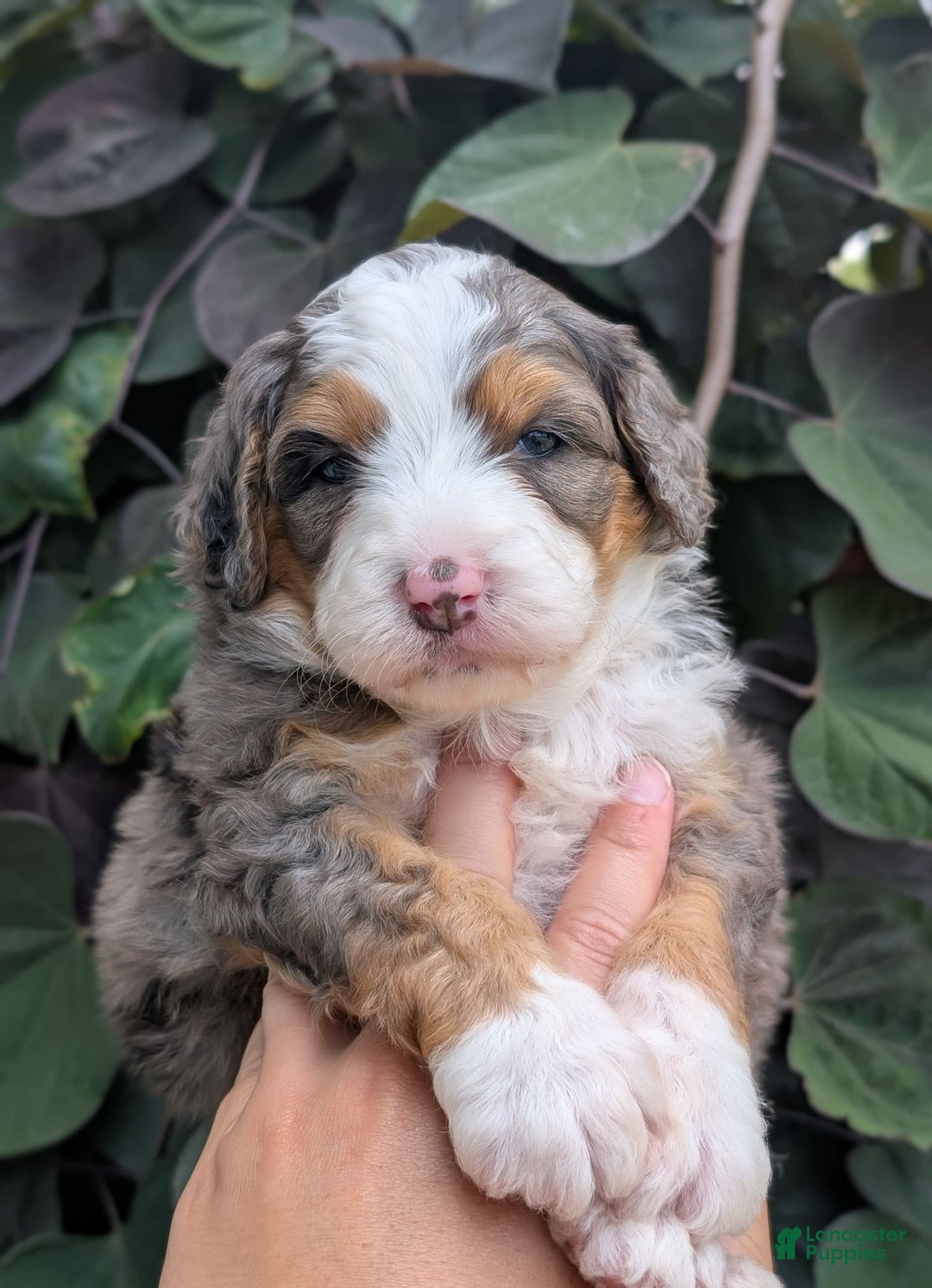 Mini Bernedoodle dogs for sale: Indy - Image 1