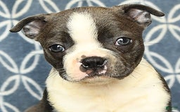 Boston Terrier dogs for sale: Kolby - Image 7
