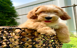 Goldendoodle dogs for sale: Moana - Image 1