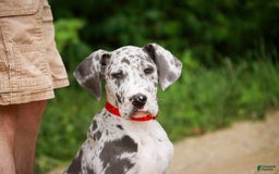 Great Dane dogs for sale: Jamaica - Image 8