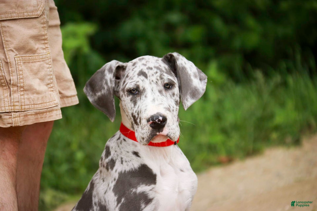Great Dane dogs for sale: Jamaica - Image 8