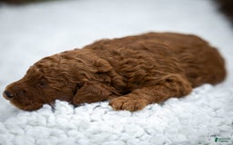 Miniature Poodle dogs for sale: Pierre - Image 1