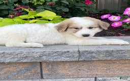 Great Pyrenees dogs for sale: Greta - Image 5