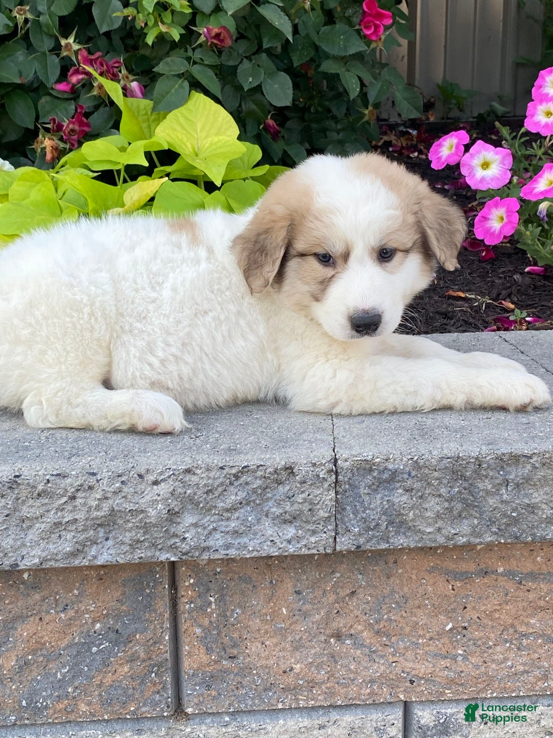 Great Pyrenees dogs for sale: Greta - Image 5