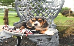 Beagle dogs for sale: Abby - Image 3