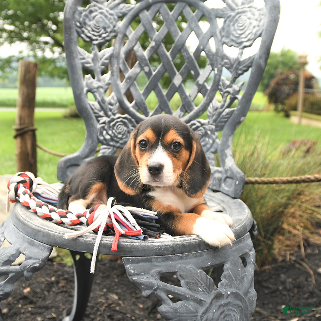 Beagle dogs for sale: Abby - Image 3