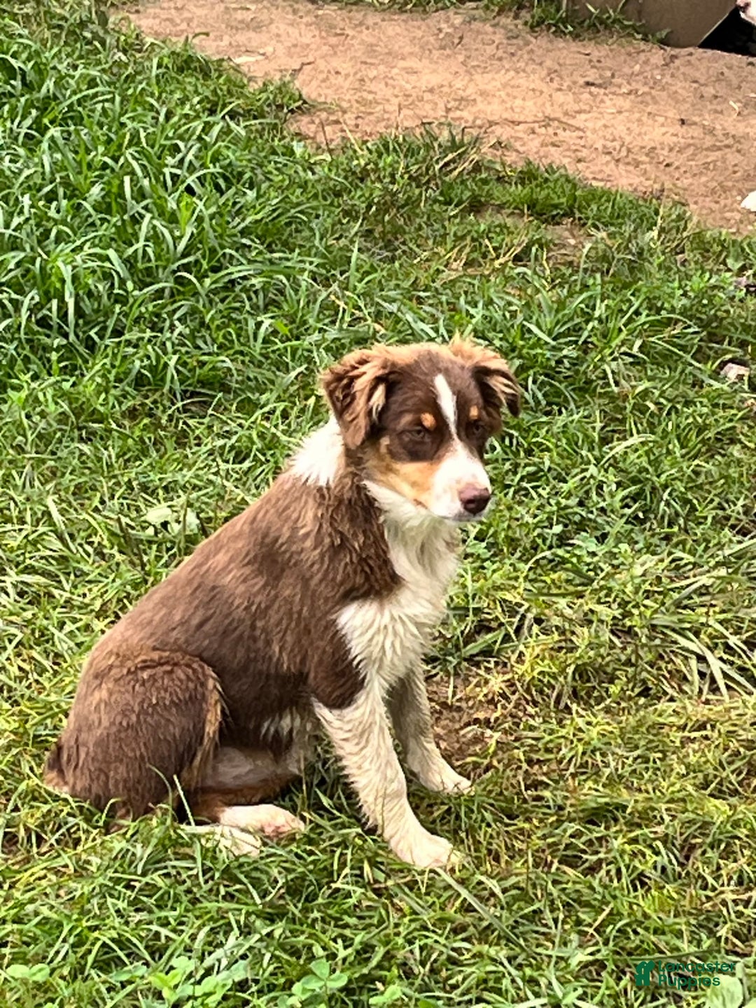 Australian Shepherd dogs for sale: Zoey - Image 7