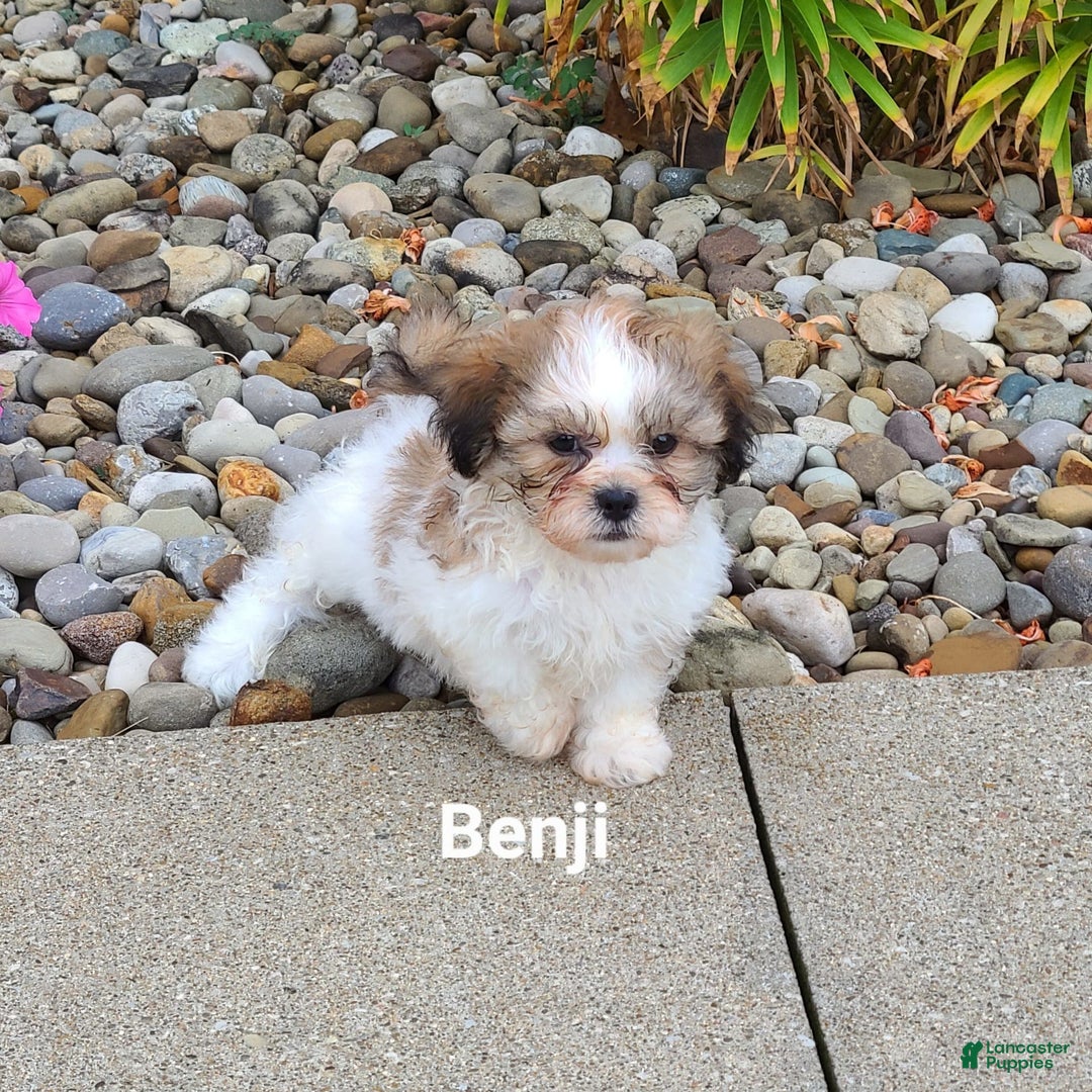 Teddy Bear dogs for sale: Benji - Image 9