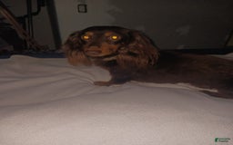 Dachshund dogs for sale: Male - Image 10