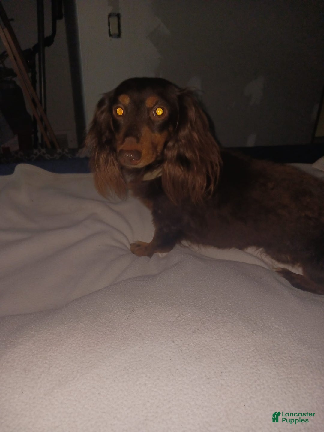 Dachshund dogs for sale: Male - Image 10