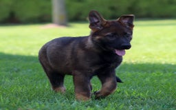 German Shepherd dogs for sale: Rolf - Image 4