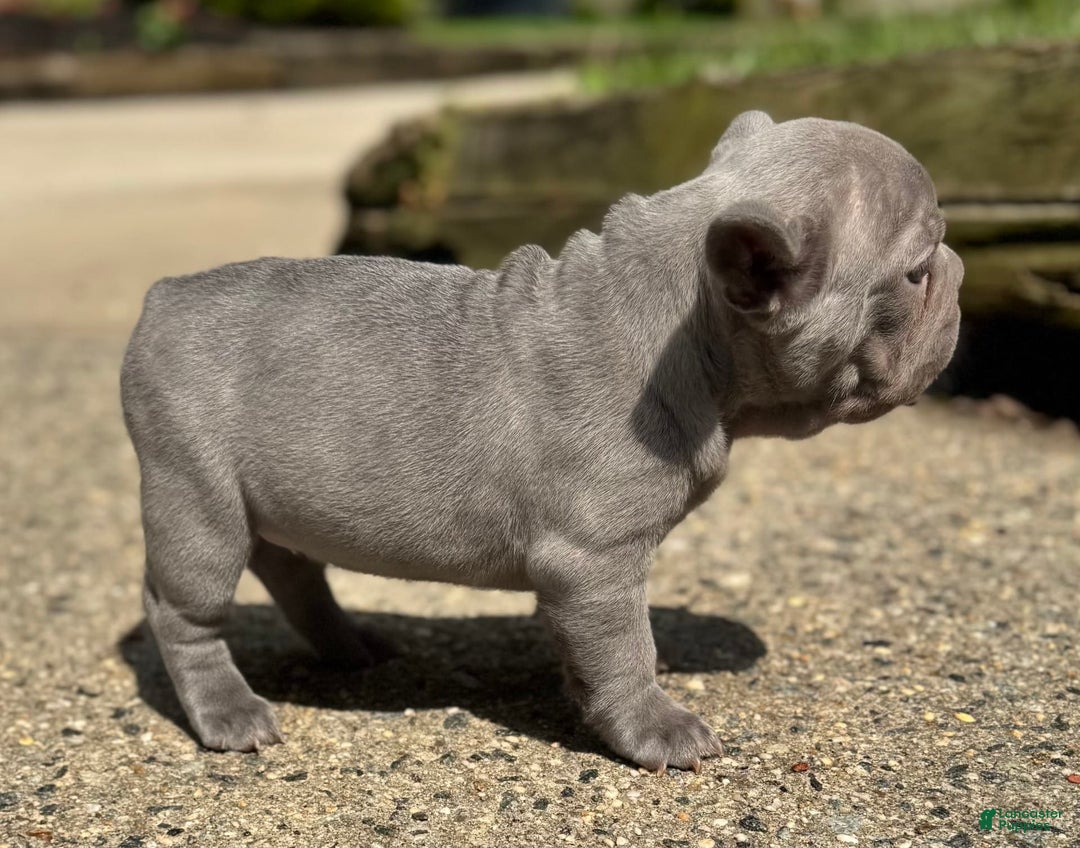 French Bulldog dogs for sale: Lucy - Image 2