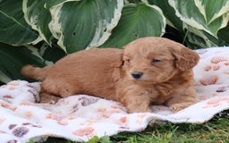 Mini Goldendoodle dogs for sale: Aubrey - Image 1