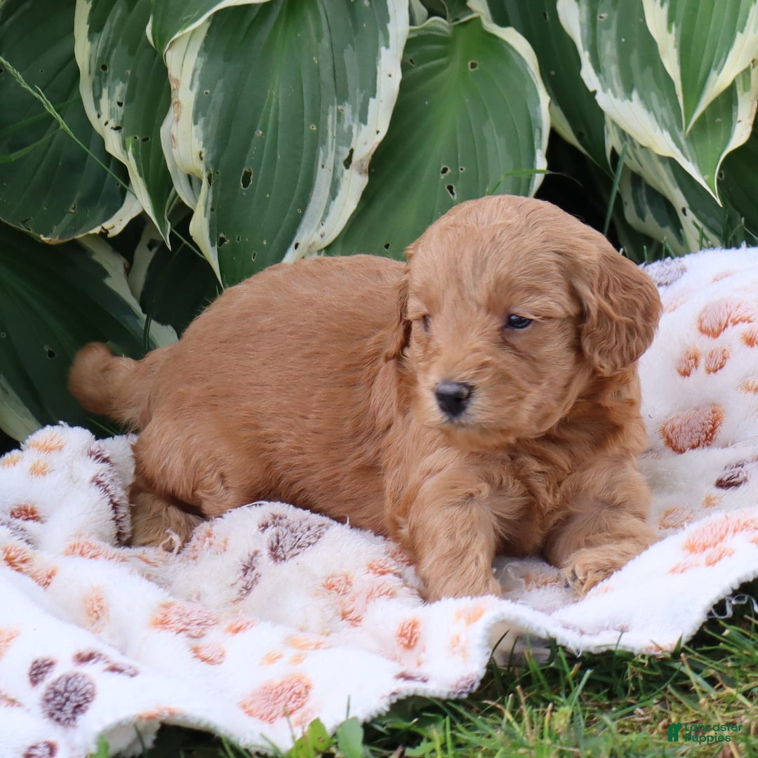 Mini Goldendoodle dogs for sale: Aubrey - Image 1