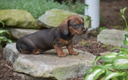 Dachshund dogs for sale: Weston - Image 1