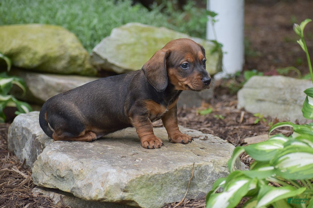 Dachshund dogs for sale: Weston - Image 1