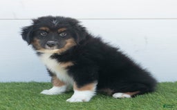 Australian Shepherd dogs for sale: Oscar - Image 6