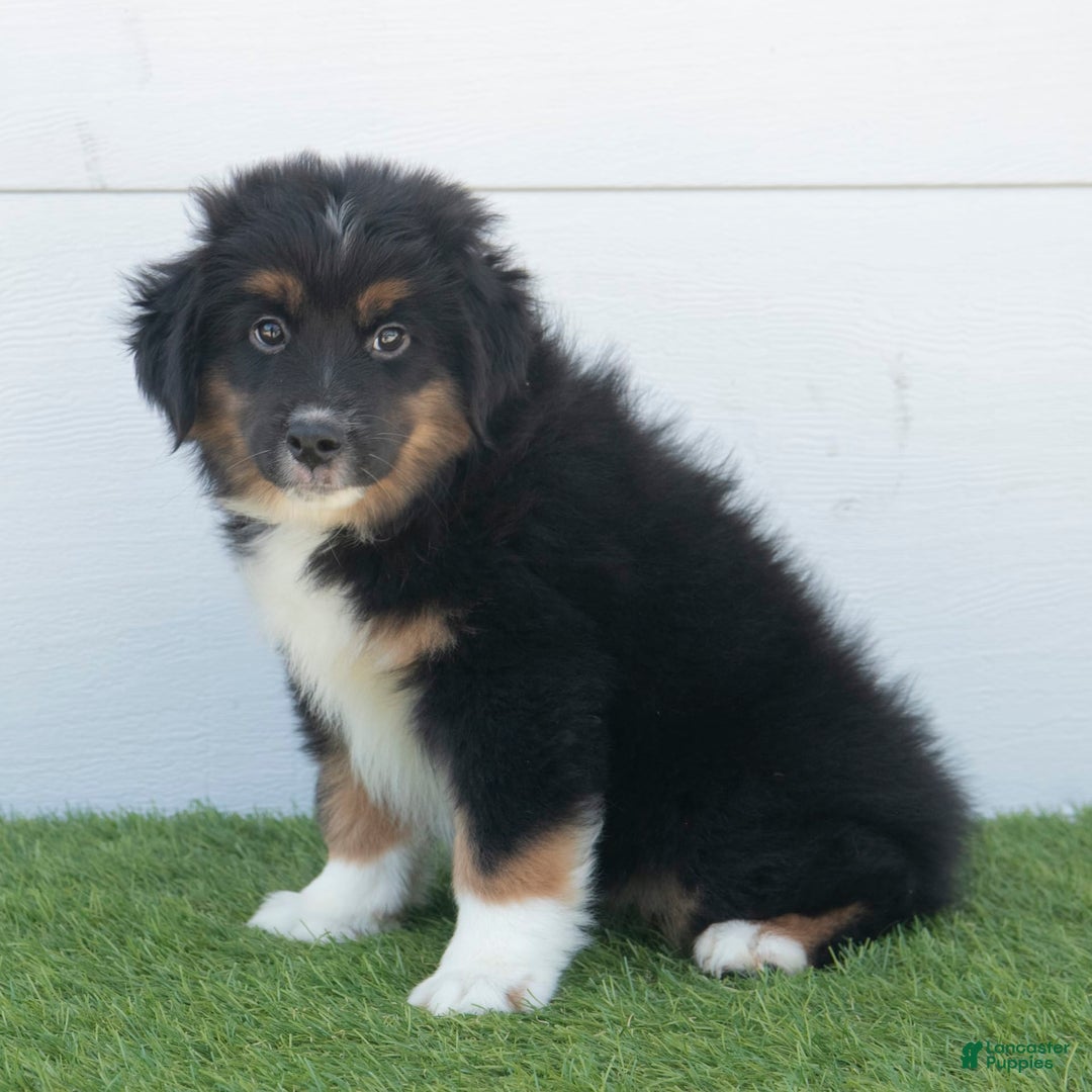 Australian Shepherd dogs for sale: Oscar - Image 6