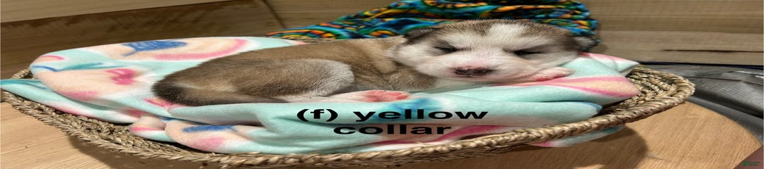 Yellow Collar
