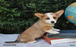 Welsh Corgi Pembroke dogs for sale: Aspen - Image 3