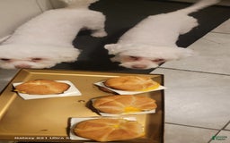 Bichon Frise dogs for sale: Pixo - Image 8