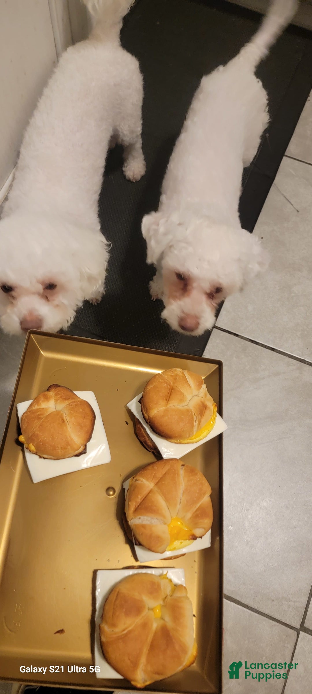 Bichon Frise dogs for sale: Pixo - Image 8