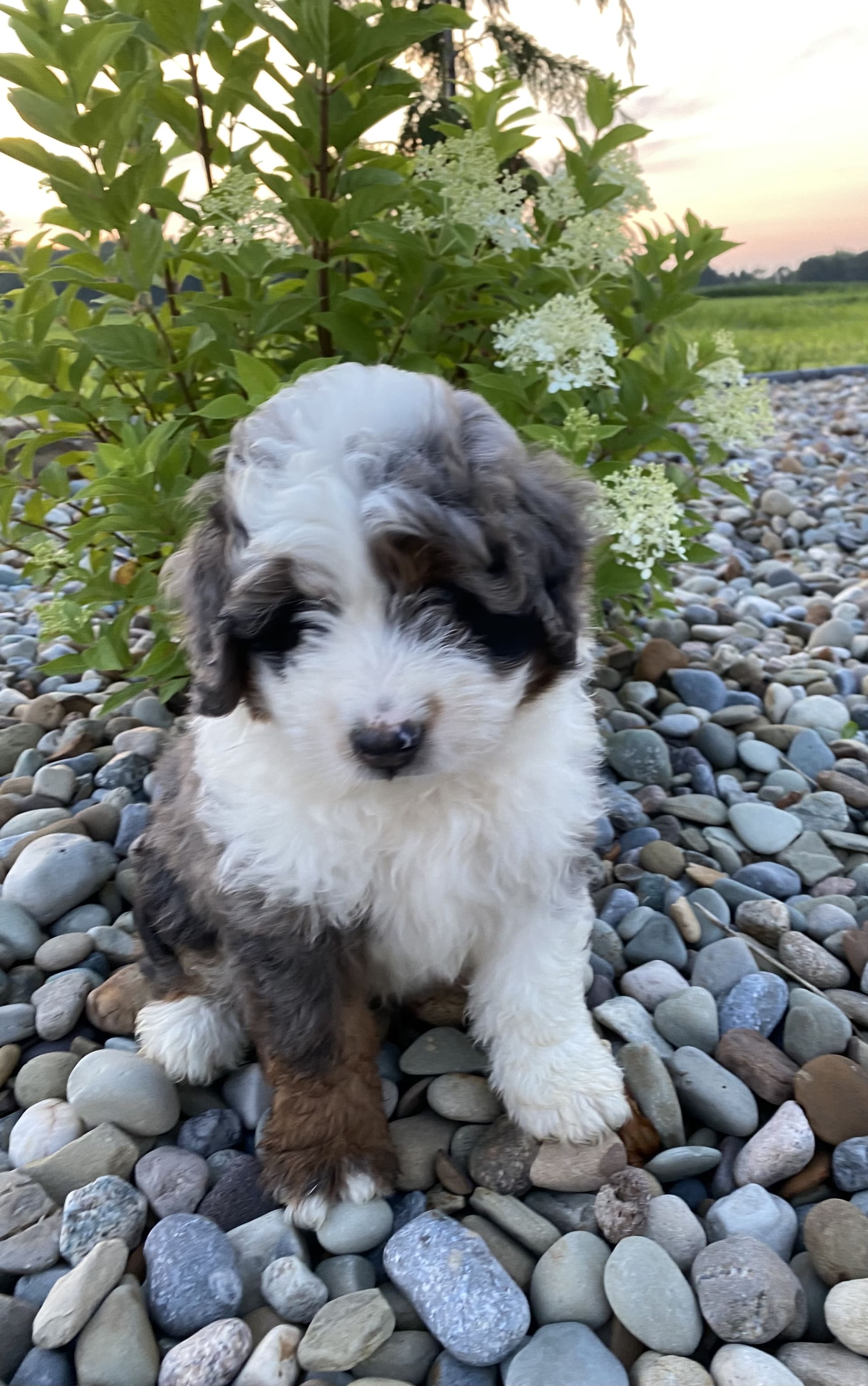 Mini Bernedoodle dogs for sale: Sammy - Image 2